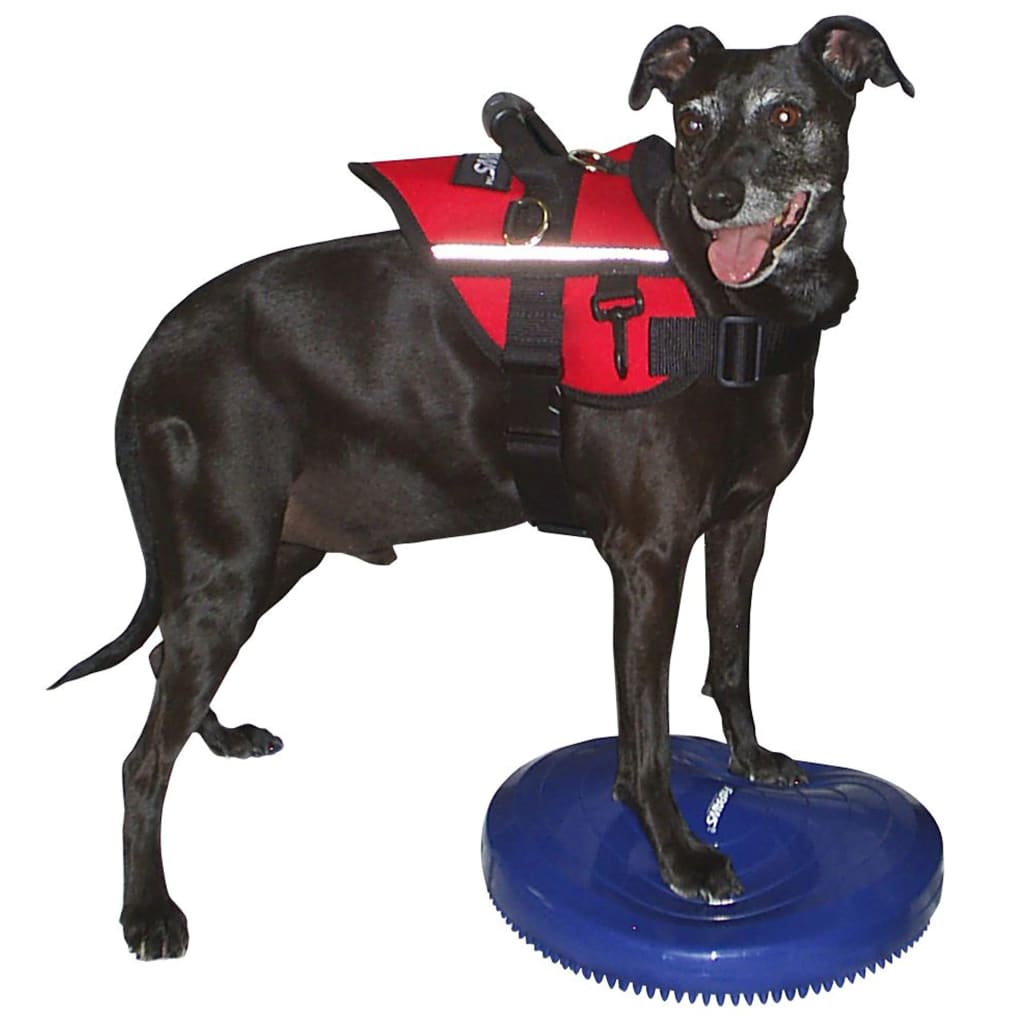 Pet Balance Disc 36 cm Blue