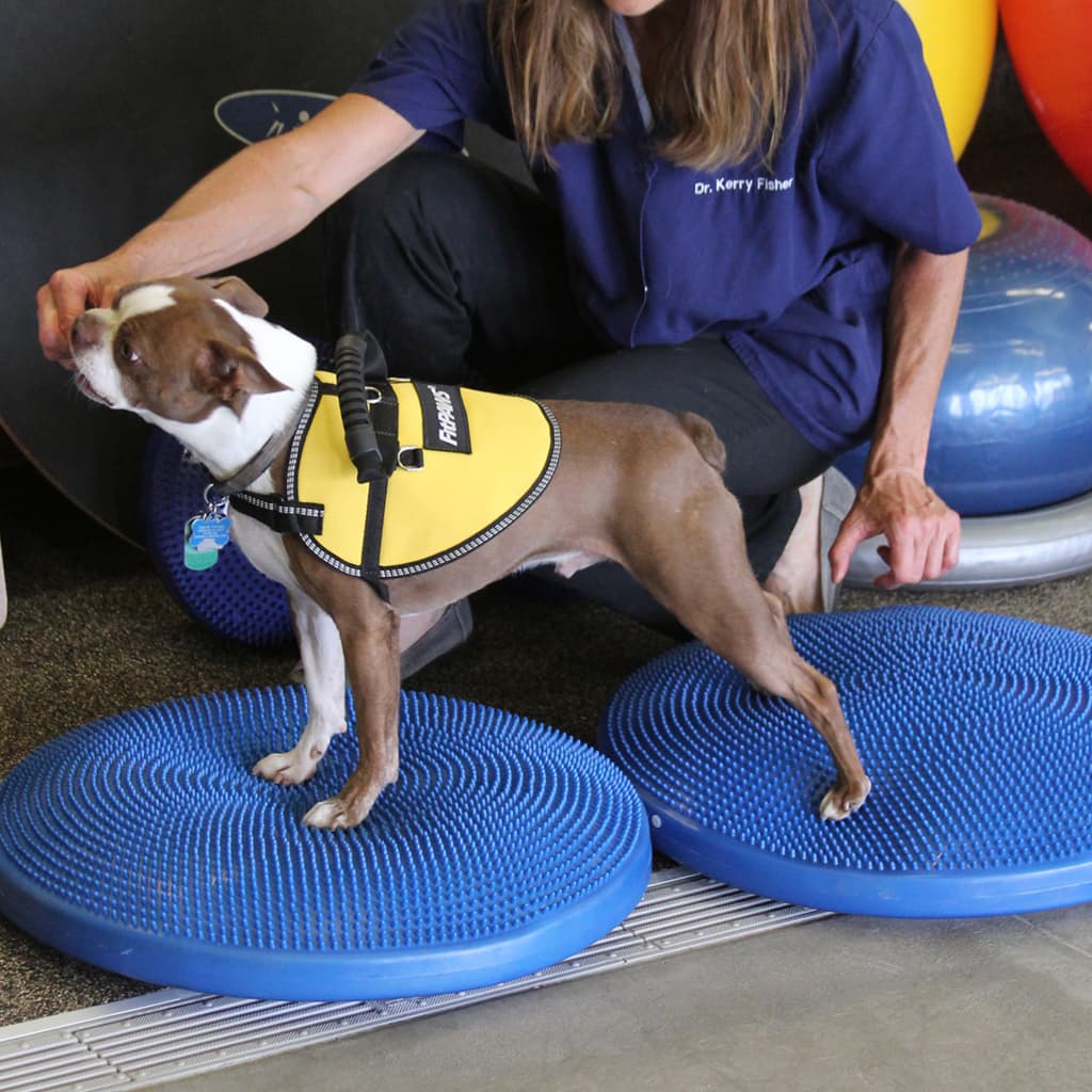 Pet Balance Disc 36 cm Blue