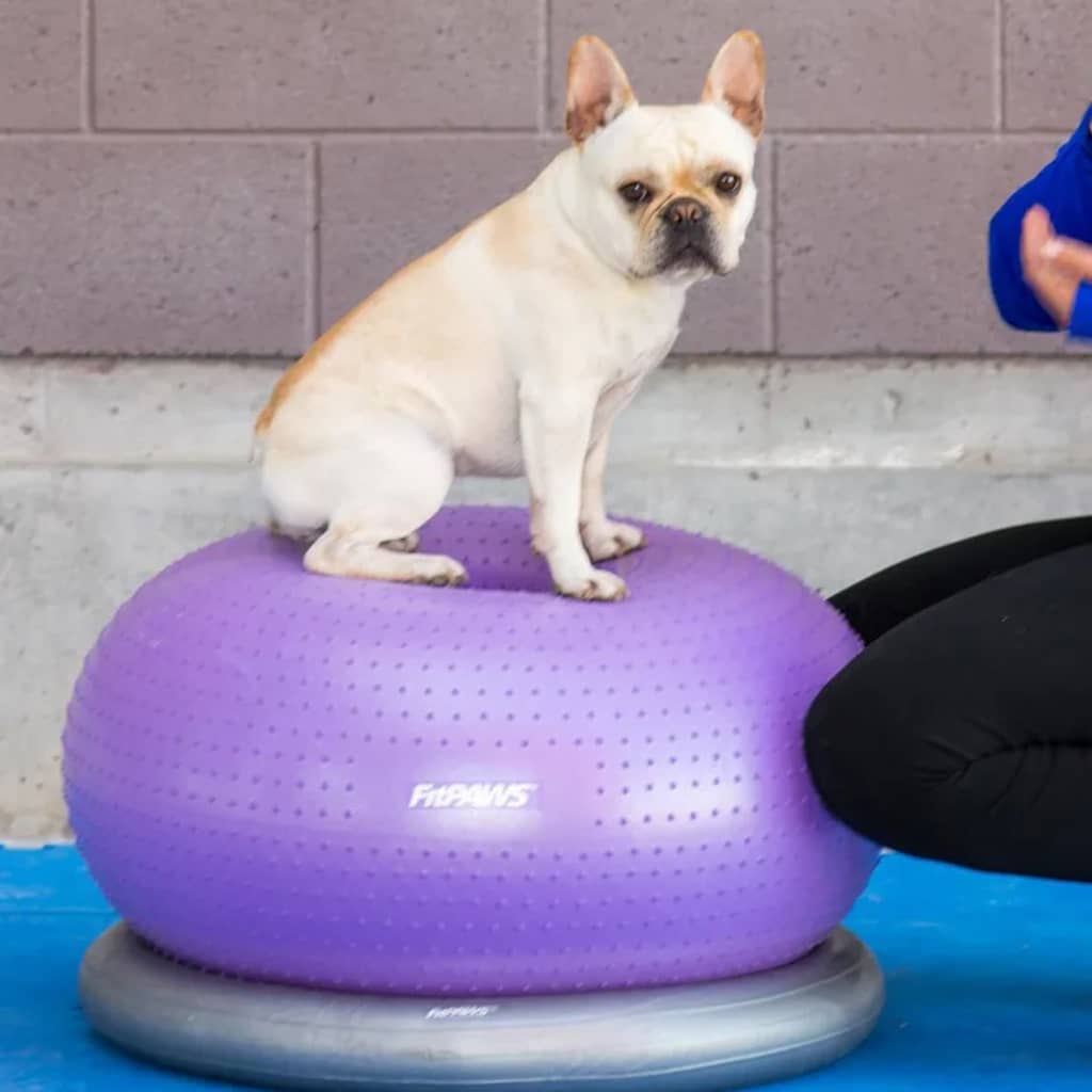 Pet Balance Ball TRAX Donut 55 cm Purple