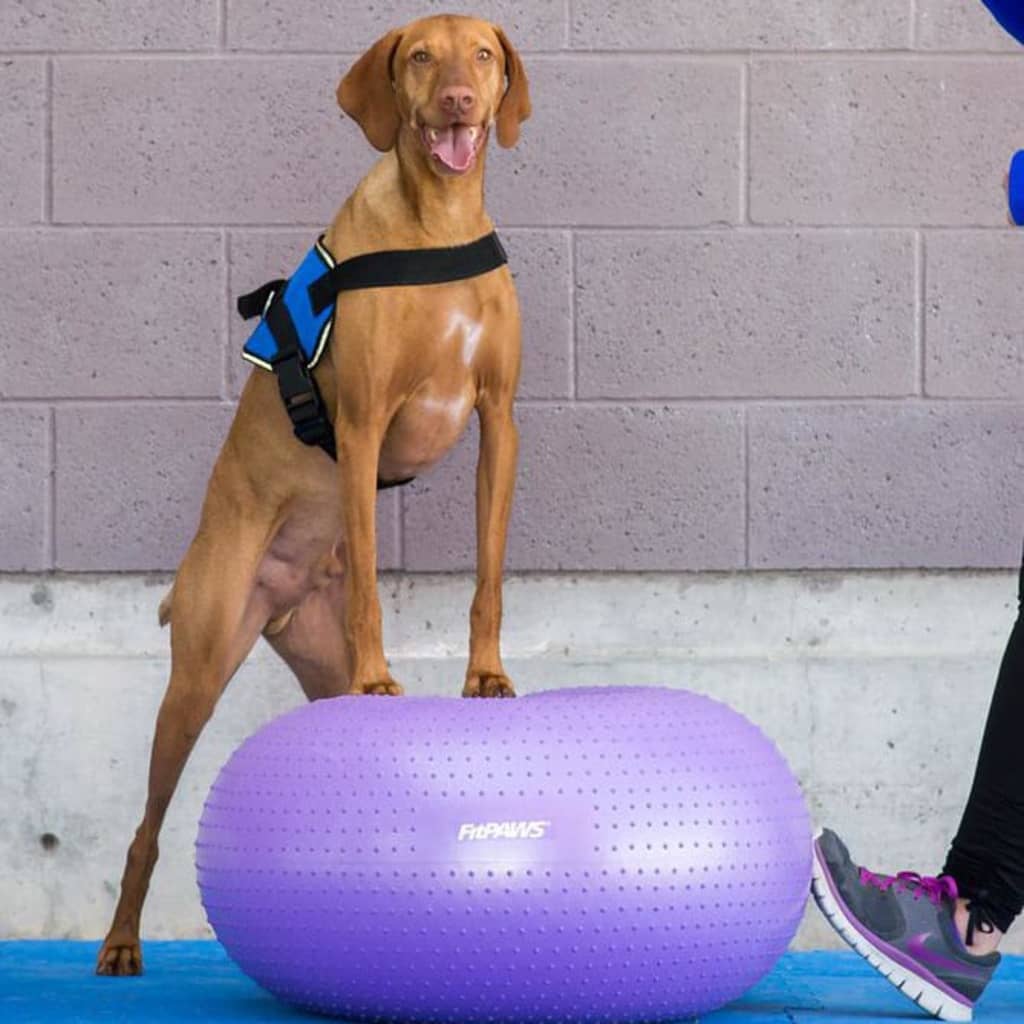Pet Balance Ball TRAX Donut 55 cm Purple