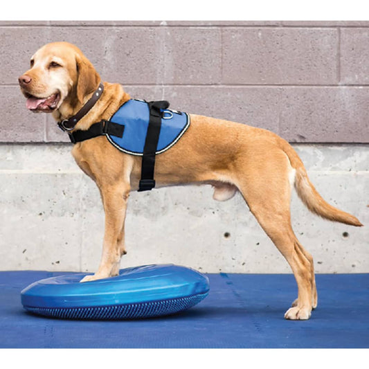 Pet Balance Disc 36 cm Blue
